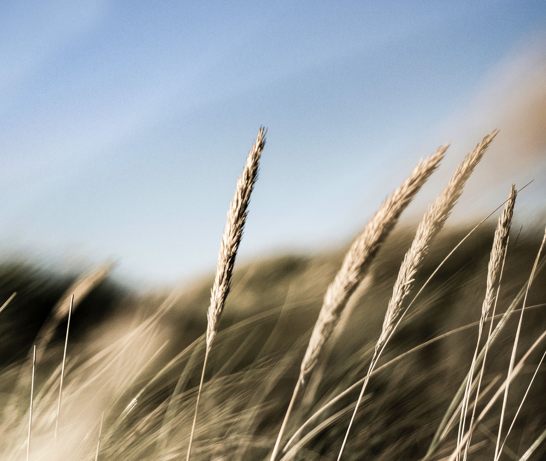 Gras in einer Dünenlandschaft in Nahaufnahme